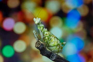 grasshopper on a branch