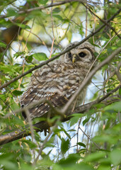 Baby Owl in Tree