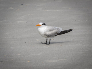 Elegant tern on water of a beach