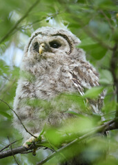 Owlet in tree