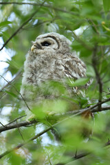 Owlet in tree