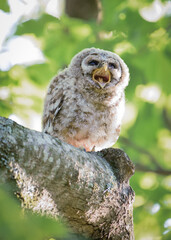 Owlet calling for mom
