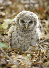 Owlet