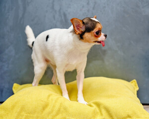 a short-haired chihuahua stands on a yellow pillow indoors