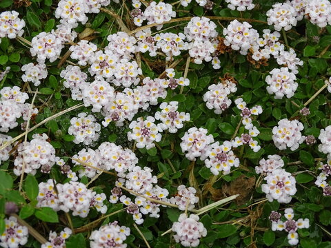 PHYLA NODIFLORA. LIPPIA REPENS. MANTO DE PEQUE&Ntilde;AS FLORES.