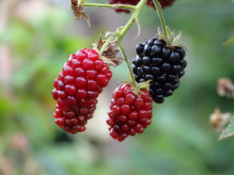 MORAS.  WILD FRUITS. 