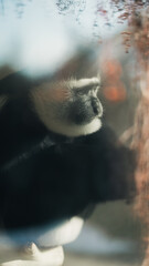 smutna małpa w klatce w zoo patrzy 