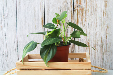 Philodendron, heart-shaped green leaves With luster., For interior design and garden decoration.