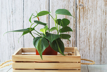 Philodendron, heart-shaped green leaves With luster., For interior design and garden decoration.