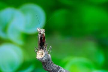 spider on a leaf
