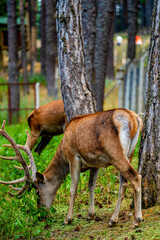 Red deer stag with pointed antlers in the forest. Eskisehir, Turkey. Vertical wildlife photo. High quality image.