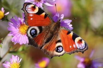 Aglais io or European Peacock Butterfly or Peacock. Butterfly on a flower. A brightly lit red-brown...