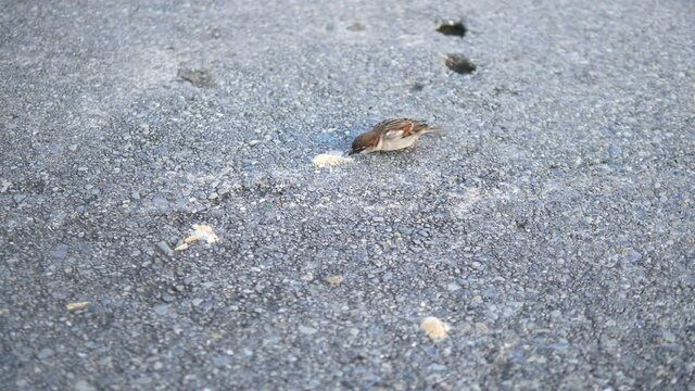 detail oa house sparrow