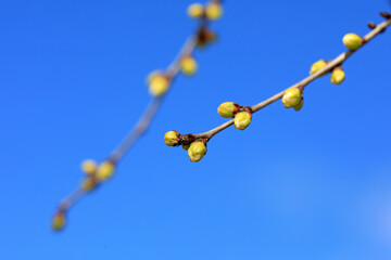 Pear buds in the background of blue sky, North China