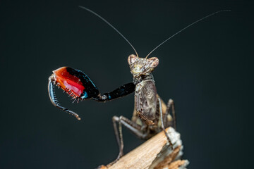 praying mantis