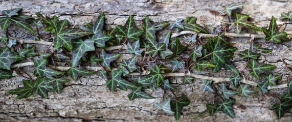 Texture of old weathered tree bark