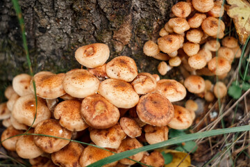 Armillaria mellea, commonly known as honey fungus - a basidiomycete fungus in the genus Armillaria...