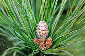 Close up of pine fruit in natural state