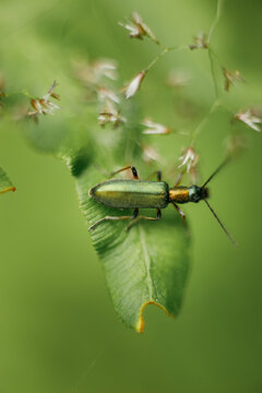 Macro photograph of an isolated and beautiful specimen of Chrysanthia viridissima on wild mint leaf.