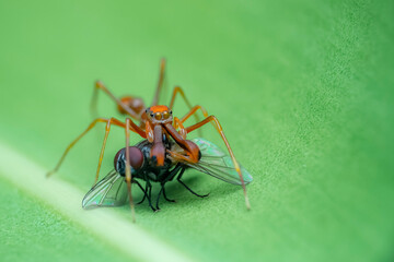 spider on a leaf