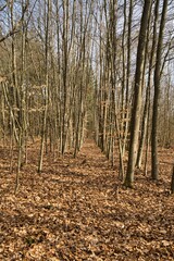 Mischwald in Bayern