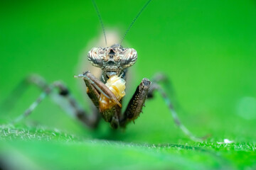 spider on a leaf