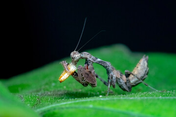 spider on leaf