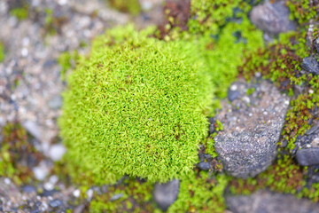 detail of a moss on top a rock in la spezia