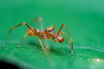 ant on leaf