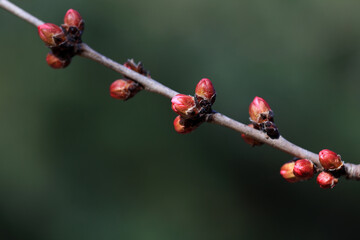 Close up of peach blossom bud in natural state