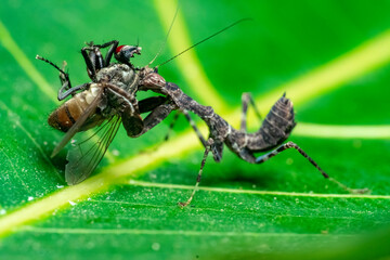 spider on a leaf