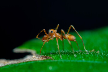 ant on green leaf
