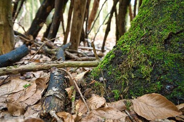 Moos am Boden des Waldes