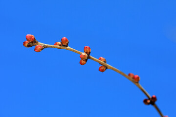 Close up of peach blossom bud in natural state