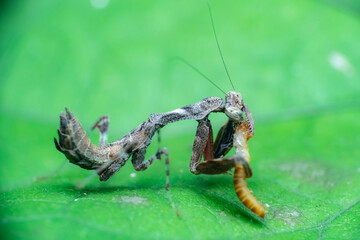 green praying mantis
