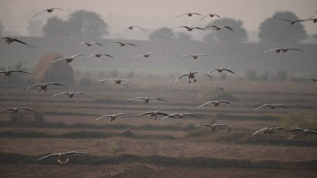 A large flock of migratory Bar-headed geese descends gracefully into an open agricultural field, their wings fully extended and feet down for a smooth landing.