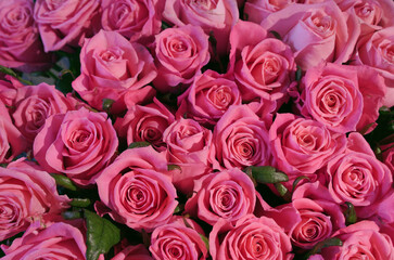 Beautiful bouquet of fresh pink roses in full bloom, close up. Bunch of flowers. Valentine's day or...