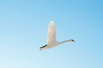 white swans fly in the sky under the bright sun