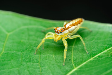 spider on leaf