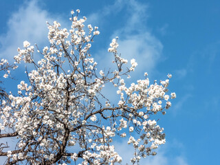 Arbre d'amandier en fleurs au printemps avec un beau ciel bleu