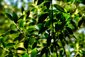 green leaves background