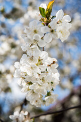 Spring trees with blossom flowers. Beautiful background. Blooming tree at sunny spring day. Spring flowers. Abstract blurred background. Springtime
