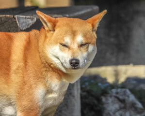 shiba inu