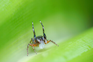 spider on a leaf