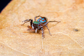 spider on the ground
