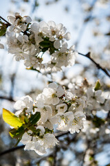 Obraz premium Spring trees with blossom flowers. Beautiful background. Blooming tree at sunny spring day. Spring flowers. Abstract blurred background. Springtime 