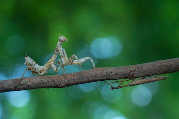 grasshopper on a branch