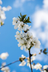 Spring trees with blossom flowers. Beautiful background. Blooming tree at sunny spring day. Spring flowers. Abstract blurred background. Springtime