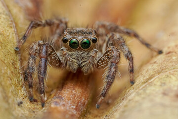 wolf spider on a web