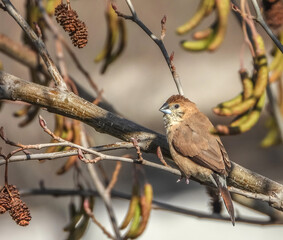 Oiseau capucin bec de plomb